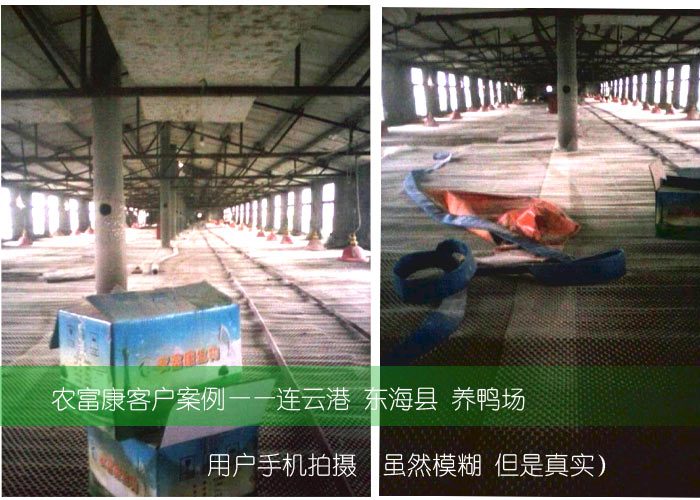 農(nóng)富康東?？h養(yǎng)鴨用戶使用養(yǎng)殖菌液案例