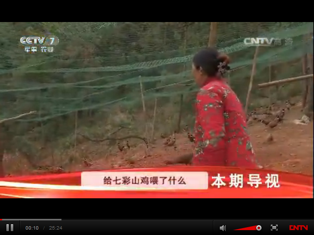 給七彩山雞喂了什么東西，能讓它們的羽毛格外鮮明亮麗？